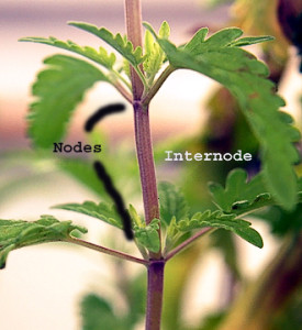 Nodes, Internodes