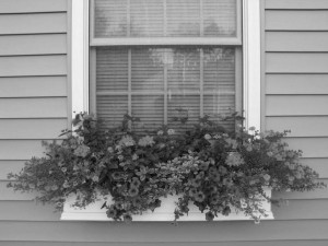 window-flower-boxes-black&white