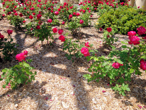 Cedar Mulch, Roses