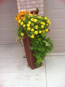 Trailing Plants, Container Garden